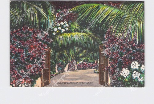 Ppc postcard florida - postcard,